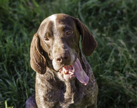 spanish porntar|Spanish Pointer Dog Breed Guide: Info, Pictures, Care & More.